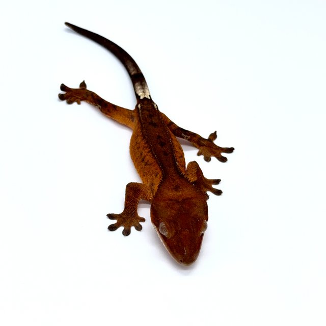 100%헷아잔틱 카푸치노