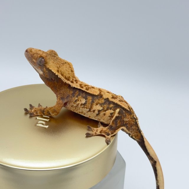 노멀 트라이 익스트림할리퀸 텐저린