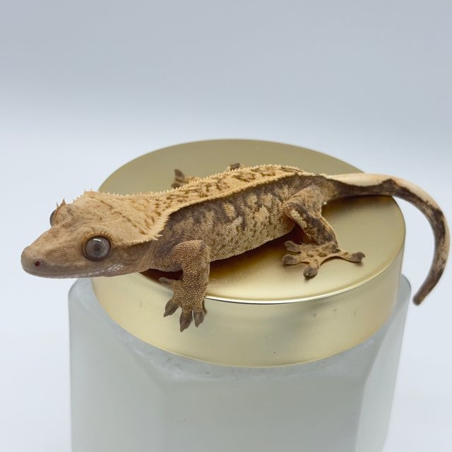 노멀 트라이 익스트림할리퀸