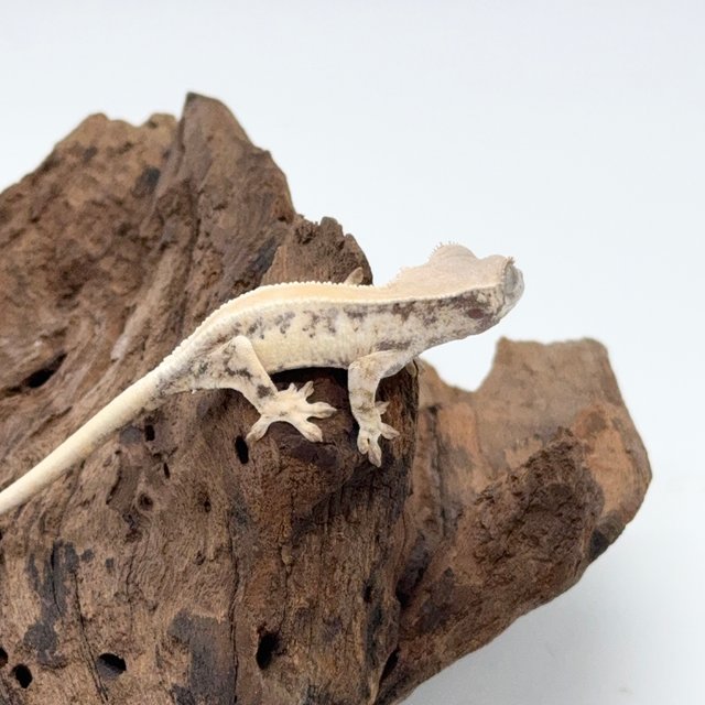 릴리 세이블 솔리드백 풀핀 화이트핀 화이트