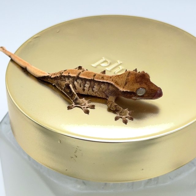 노멀 트라이 익스트림할리퀸