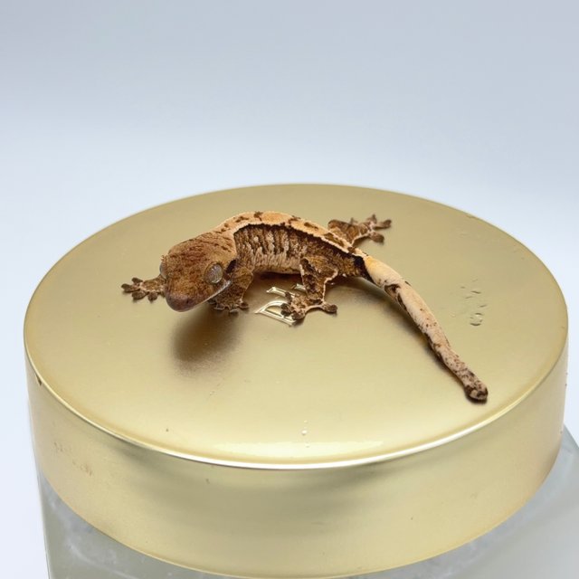 노멀 트라이 익스트림할리퀸