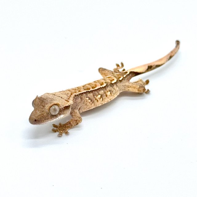 노멀 트라이 익스트림할리퀸