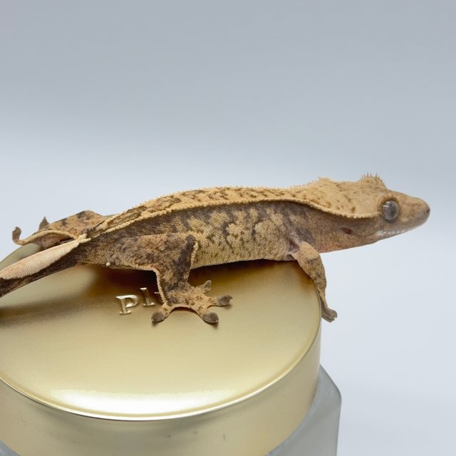 노멀 트라이 익스트림할리퀸