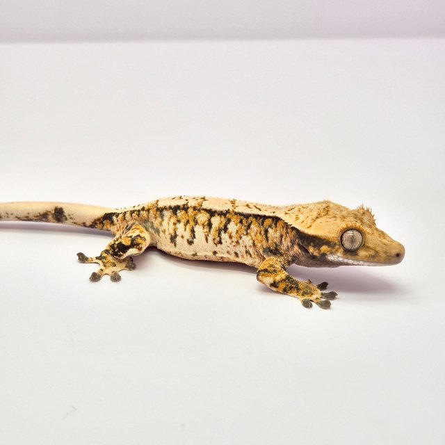 노멀 트라이 익스트림할리퀸