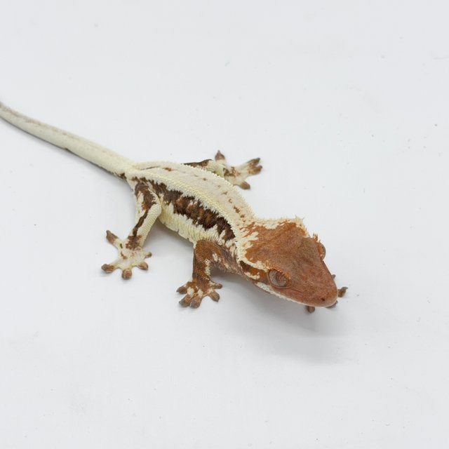 프라푸치노 트라이