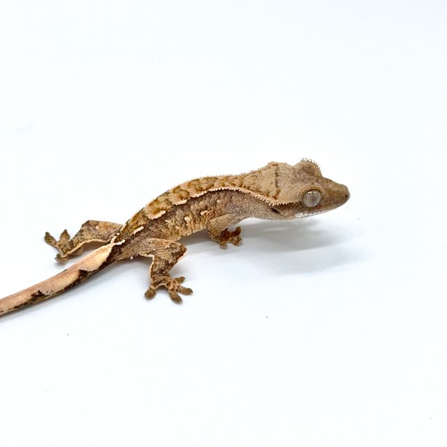 노멀 트라이 익스트림할리퀸