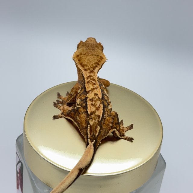 노멀 트라이 익스트림할리퀸 텐저린