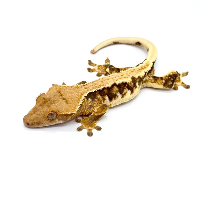 릴리화이트 트라이