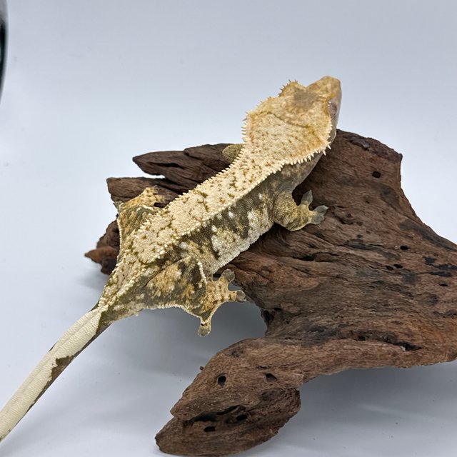 노멀 트라이 익스트림할리퀸