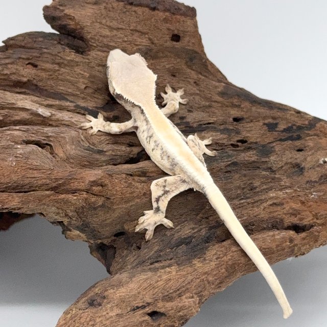 릴리 세이블 솔리드백 풀핀 화이트핀 화이트