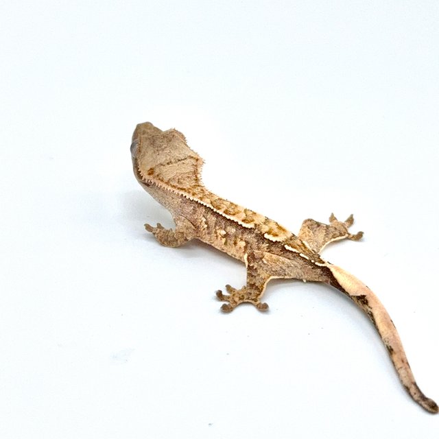 노멀 트라이 익스트림할리퀸