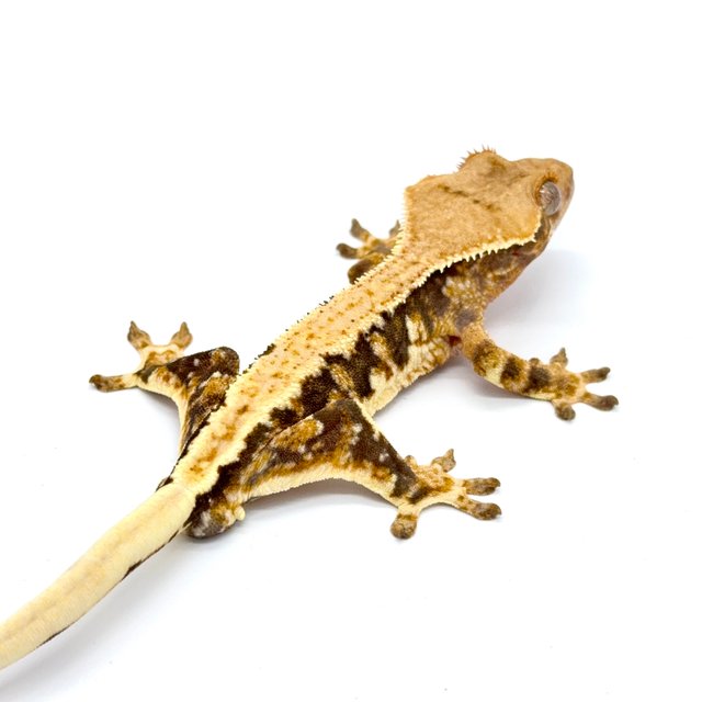 릴리화이트 트라이