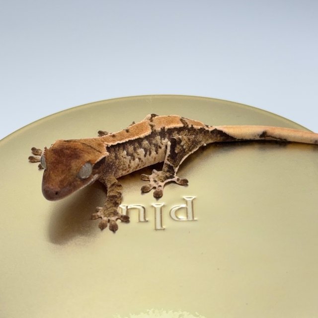 노멀 트라이 익스트림할리퀸