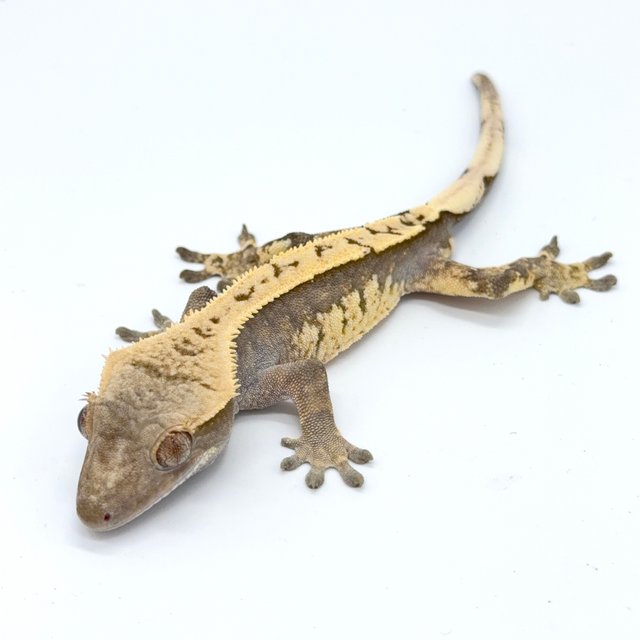 노멀 트라이 할리퀸