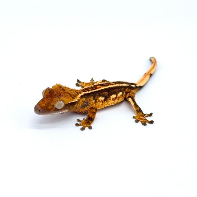 텐저린 쿼드 핀스트라이프