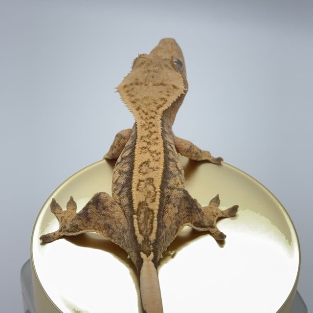 노멀 트라이 익스트림할리퀸