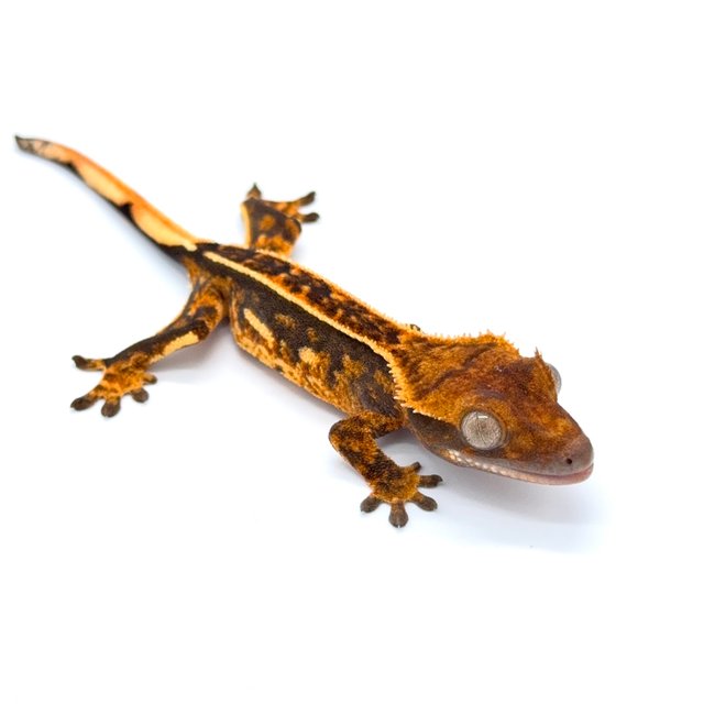 텐저린 쿼드 핀스트라이프