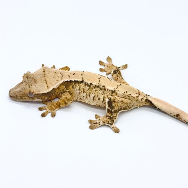 노멀 화이트스팟 화이트포트홀 화이트핀 드리피