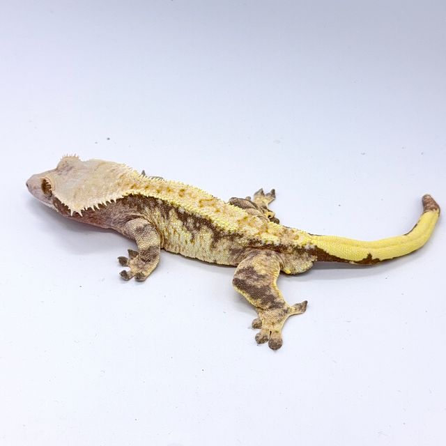 노멀 트라이 익스트림할리퀸