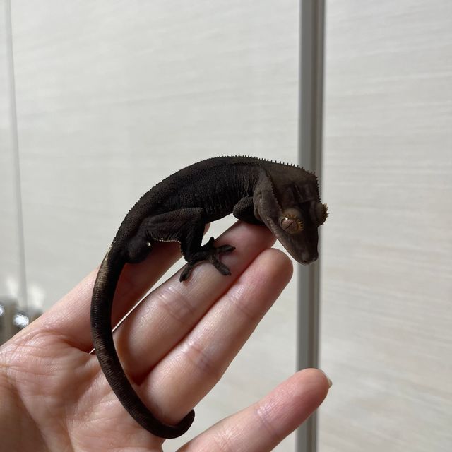 챠콜