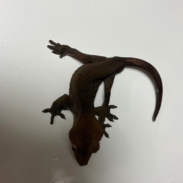 카푸치노 다크 챠콜