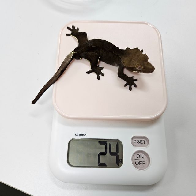 챠콜
