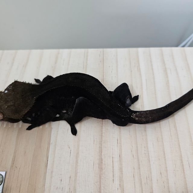 챠콜