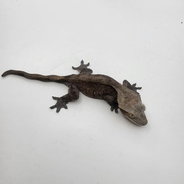 아잔틱