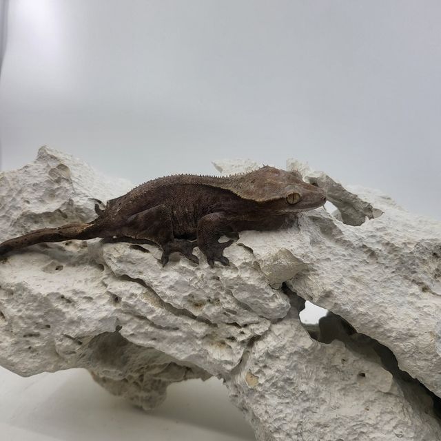 아잔틱