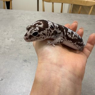 화이트아웃 오레오 헷 패턴리스