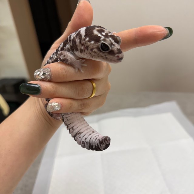 화이트아웃 오레오 헷 패턴리스