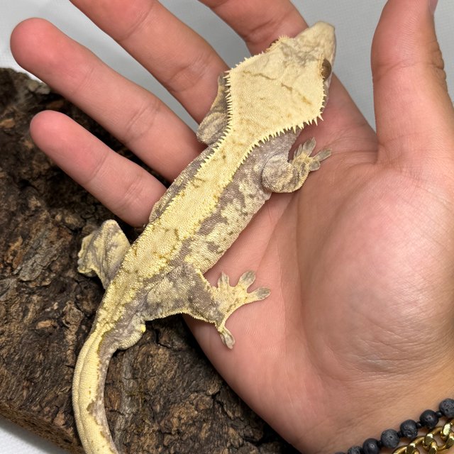 트라이 익스트림할리퀸