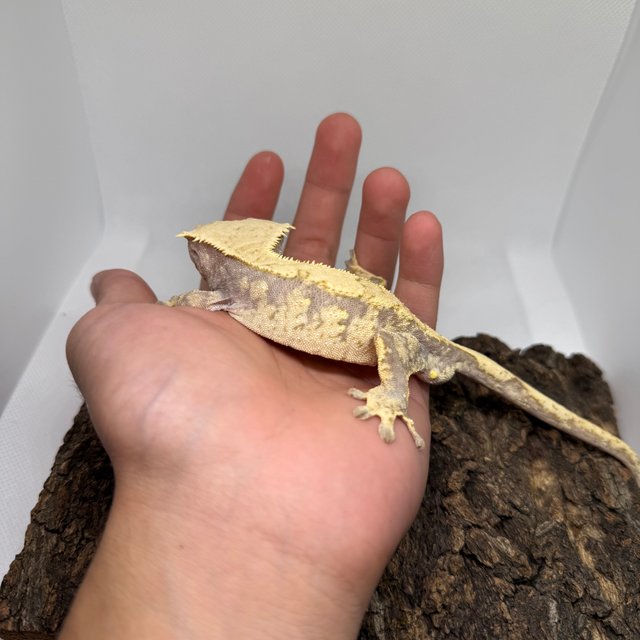 트라이 익스트림할리퀸