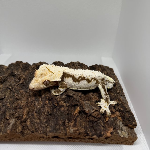 릴리화이트 블랙