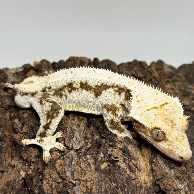 릴리화이트 블랙