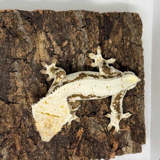 릴리화이트 블랙