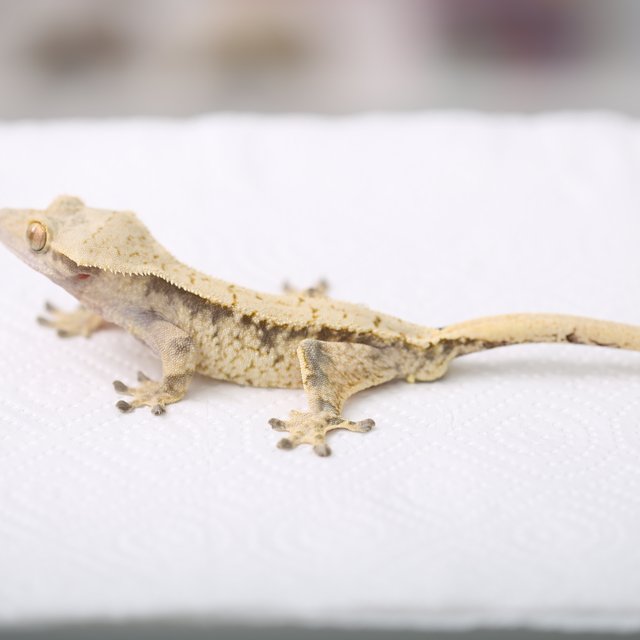 노멀 트라이 익스트림할리퀸