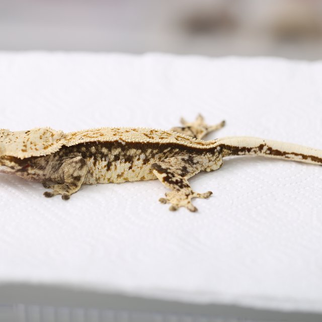 노멀 트라이 익스트림할리퀸