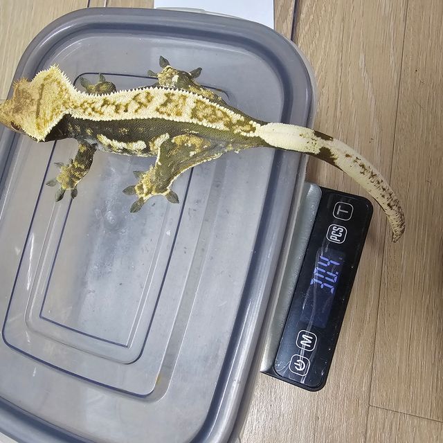 노멀 풀핀