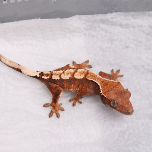 세이블