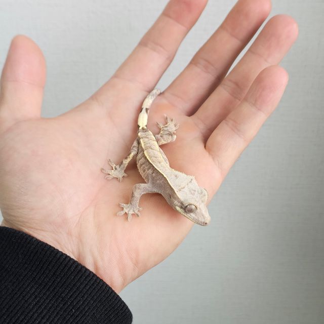 카푸치노