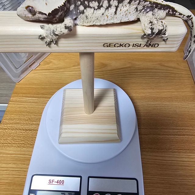 노멀