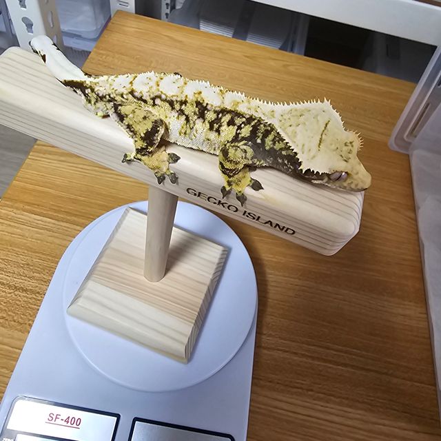 트라이 익스트림할리퀸