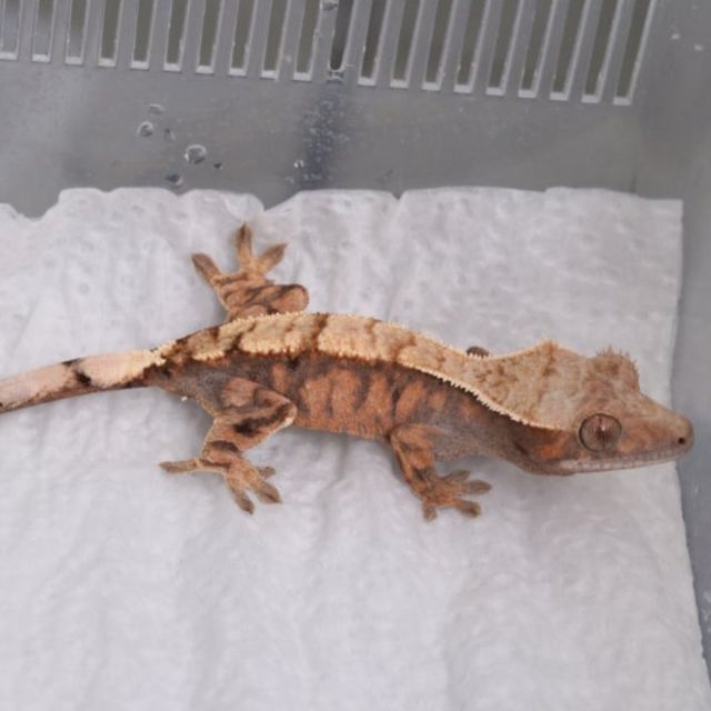세이블 텐저린