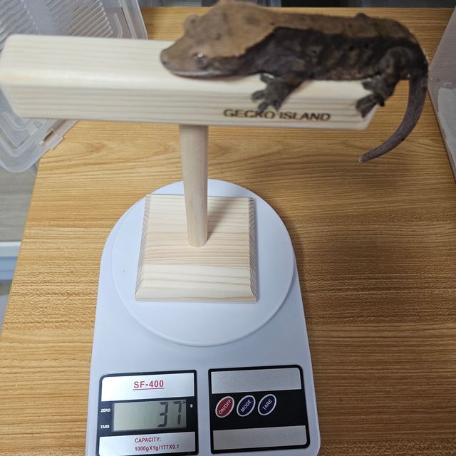 카푸치노