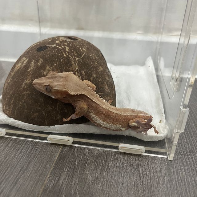 릴리화이트 팬텀 레드