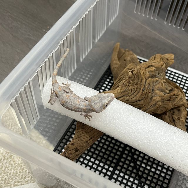 오렌지 블로치드