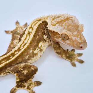 슈퍼스트라이프 100%헷아잔틱