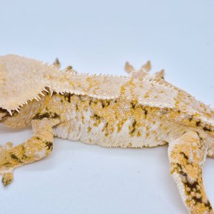 노멀 익스트림할리퀸 트라이